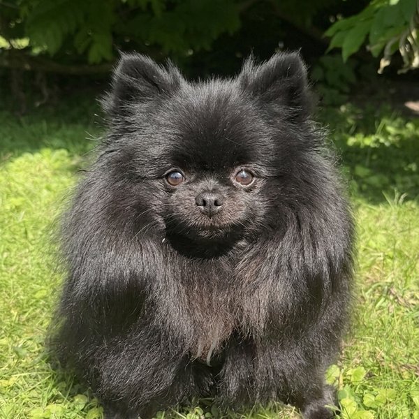 Team-Hund